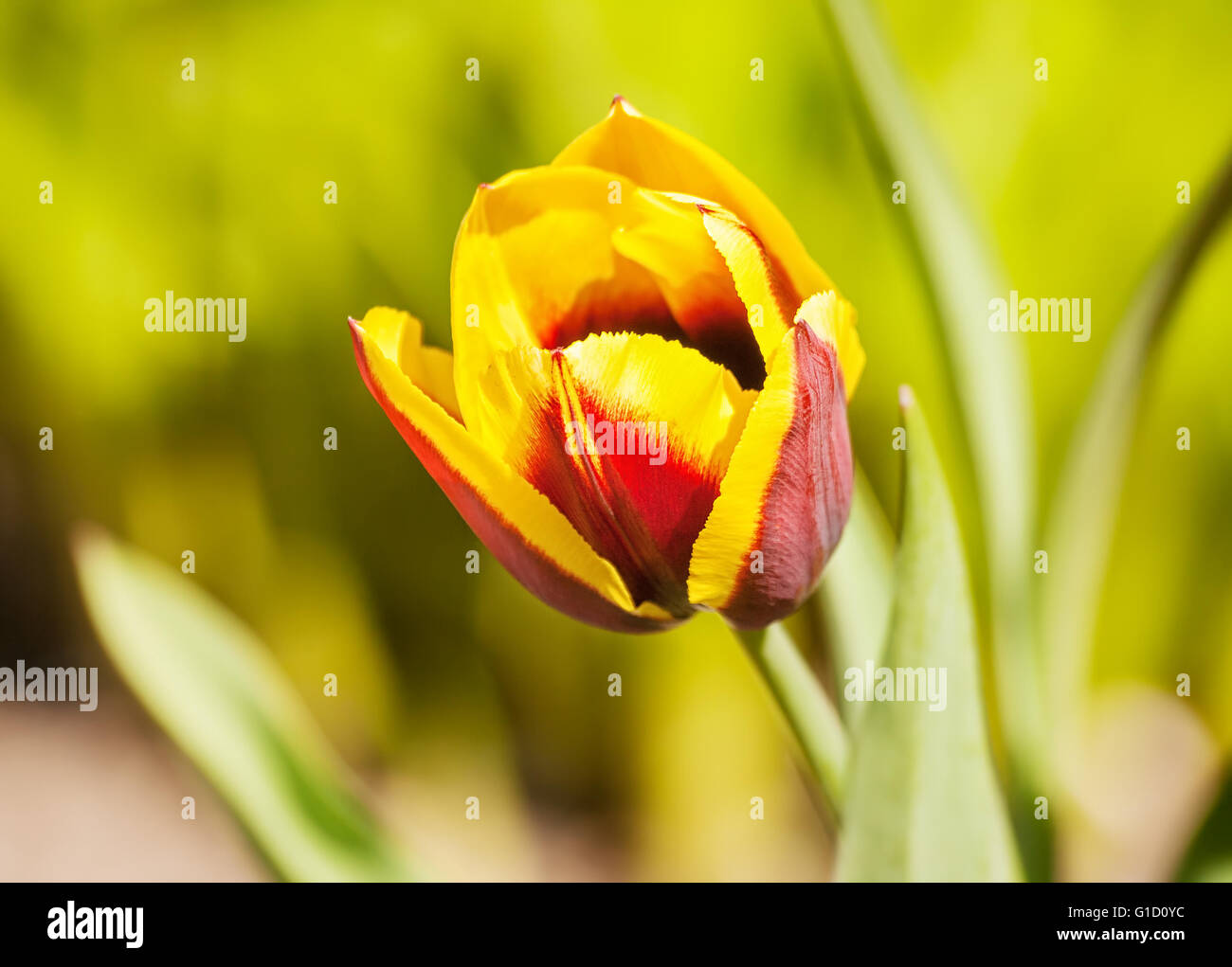 red and yellow tulip growing in the garden closeup Stock Photo - Alamy