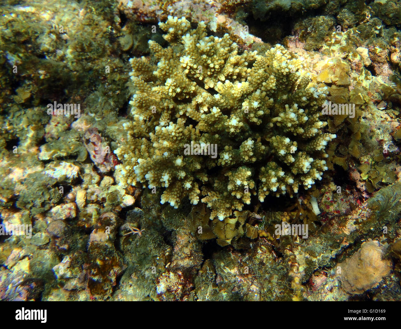 exotic marine life with corals and fishes Stock Photo - Alamy