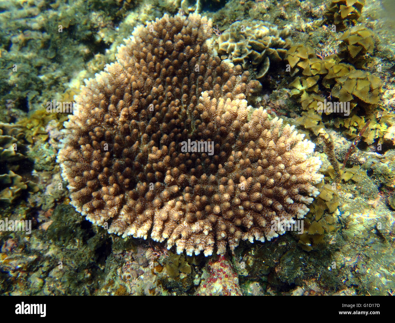 exotic marine life with corals and fishes Stock Photo - Alamy