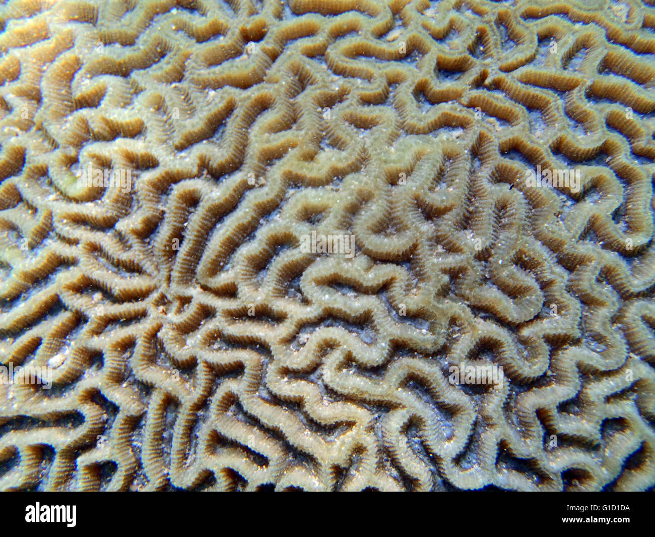 A close-up of a brain coral, Cambodia Stock Photo