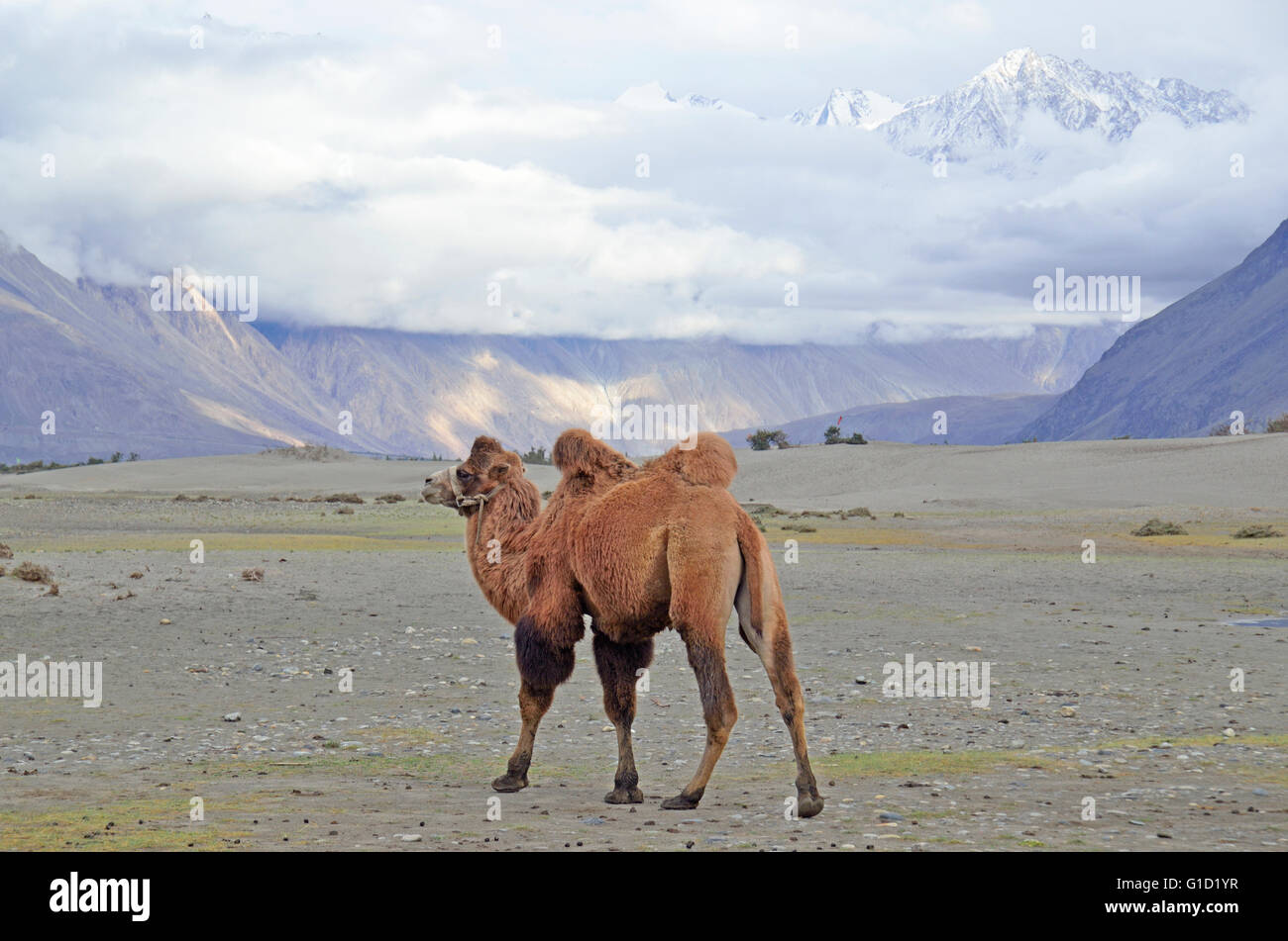 Bactrian camel in the cold desert of Hundar, Nubra Valley, Ladakh ...