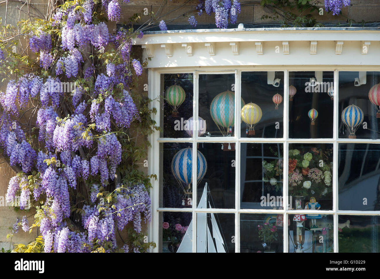 Wisteria on a cotswold stone house / shop, Broadway, Cotswolds, Worcestershire, England Stock Photo