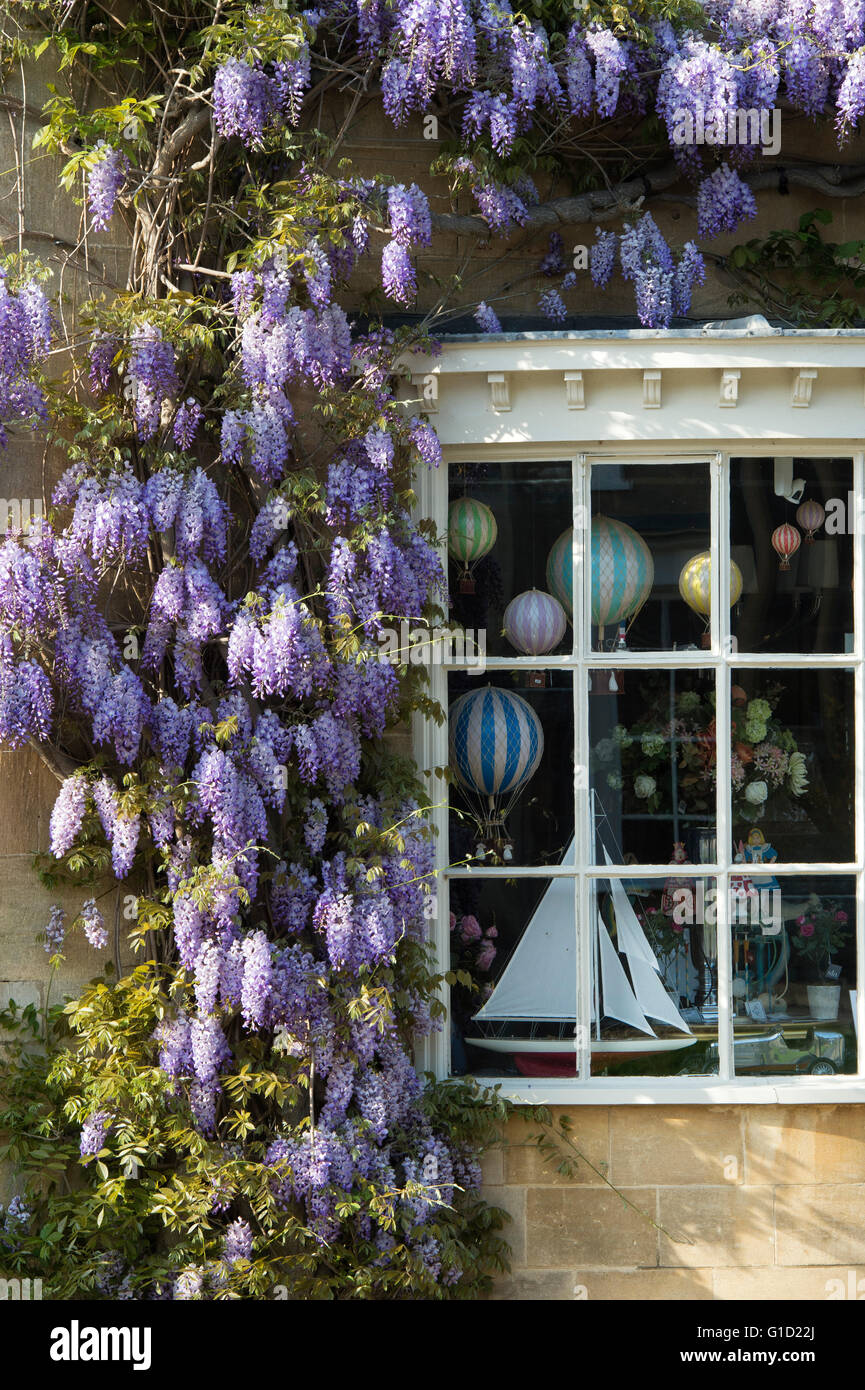 Wisteria on a cotswold stone house / shop, Broadway, Cotswolds, Worcestershire, England Stock Photo
