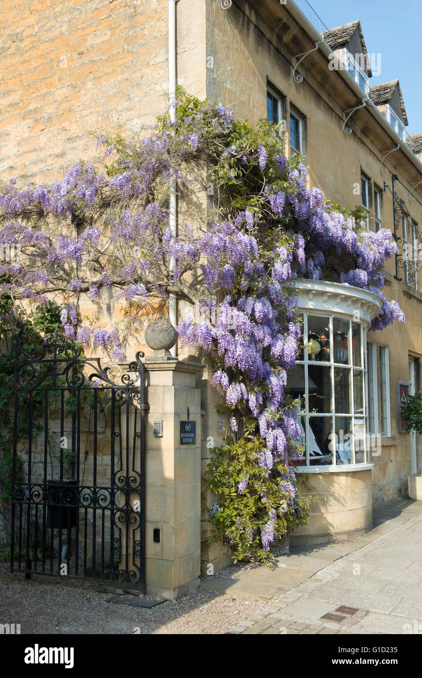 Wisteria on a cotswold stone house / shop, Broadway, Cotswolds, Worcestershire, England Stock Photo
