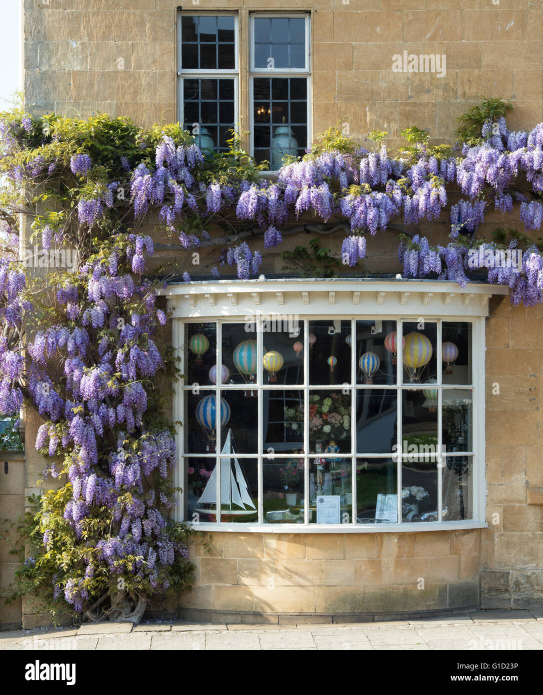 Wisteria on a cotswold stone house / shop, Broadway, Cotswolds, Worcestershire, England Stock Photo