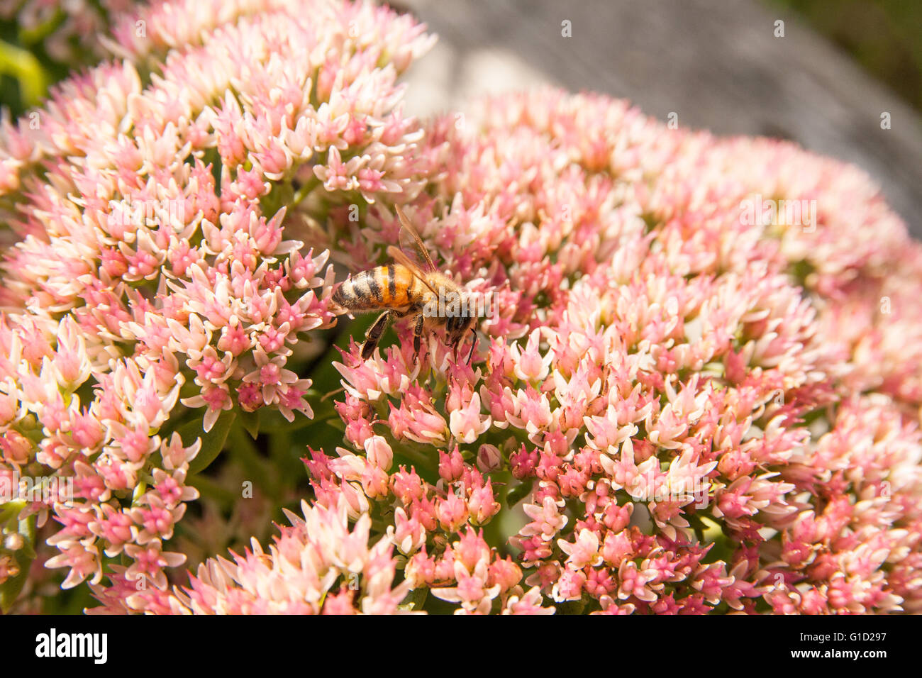 A bee pollinating the flowers of a sedum, fall flowering plant. Stock Photo