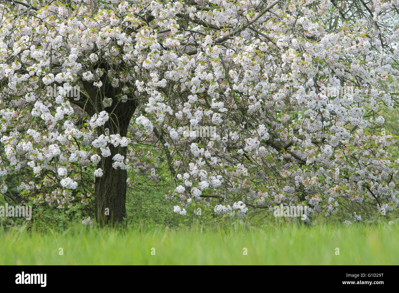 Prunus choshu hizakura. Japanese Cherry tree in blossom in spring Stock Photo
