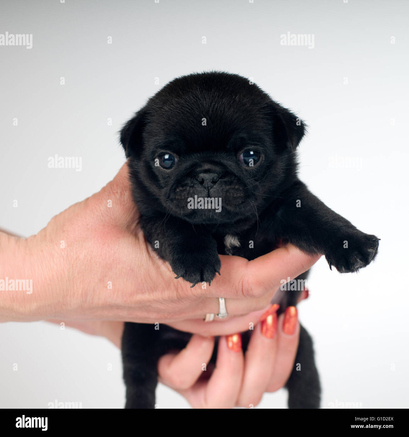 Pug Little Bit Little black pug hi-res stock photography and images - Alamy