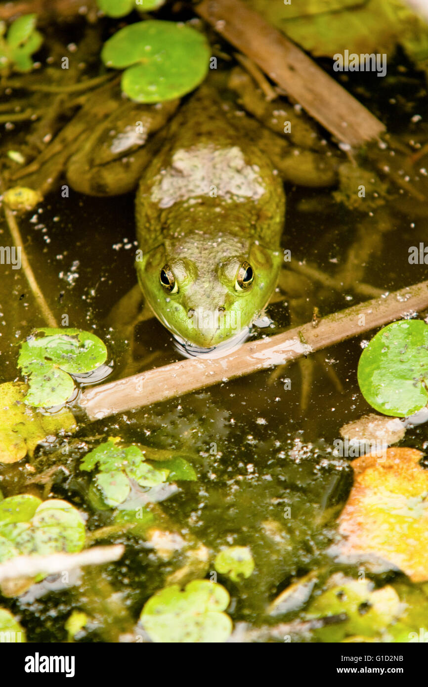 An American bullfrog in the water amongst the reeds and weeds. Stock Photo