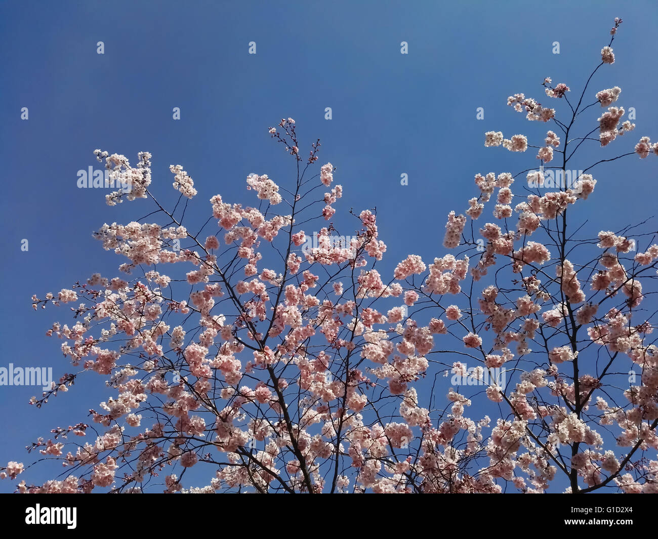 Pink flowers and tree in spring Stock Photo