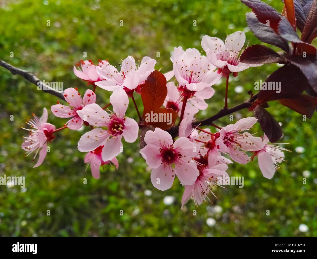 Pink flowers and tree in spring Stock Photo - Alamy