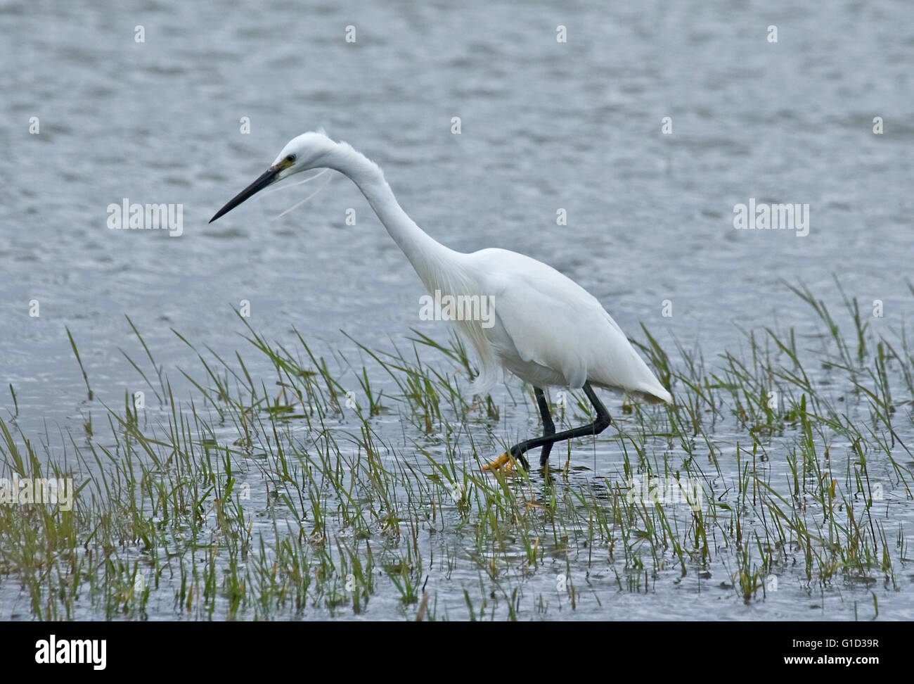 Little Egret bird wading Stock Photo