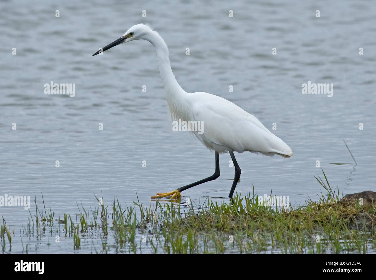 Little Egret bird wading water wildlife nature lake RSPB Frampton Marsh feathers beauty beautiful Stock Photo