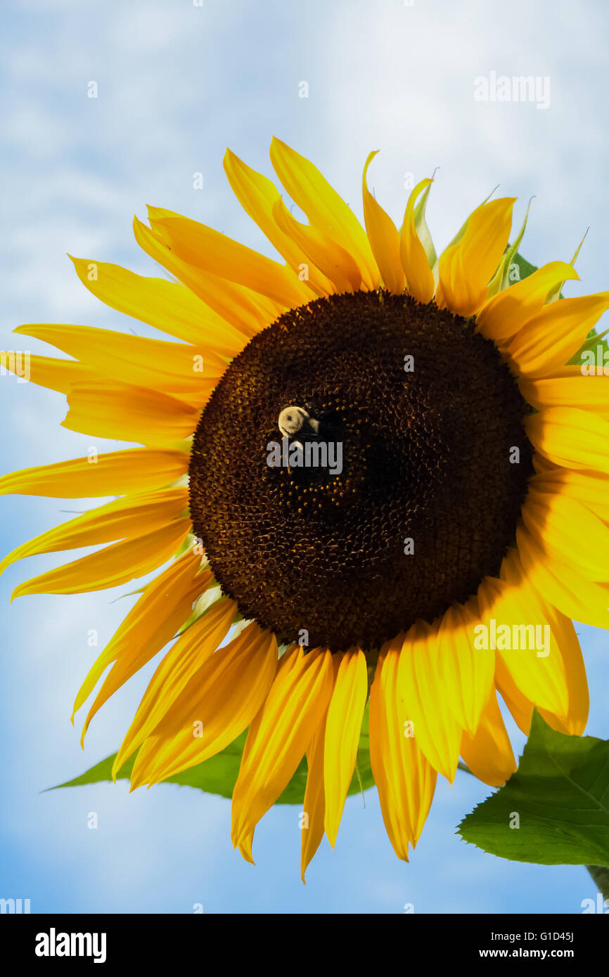 Bumblebee collecting pollen/nectar from a vibrant sunflower. Stock Photo