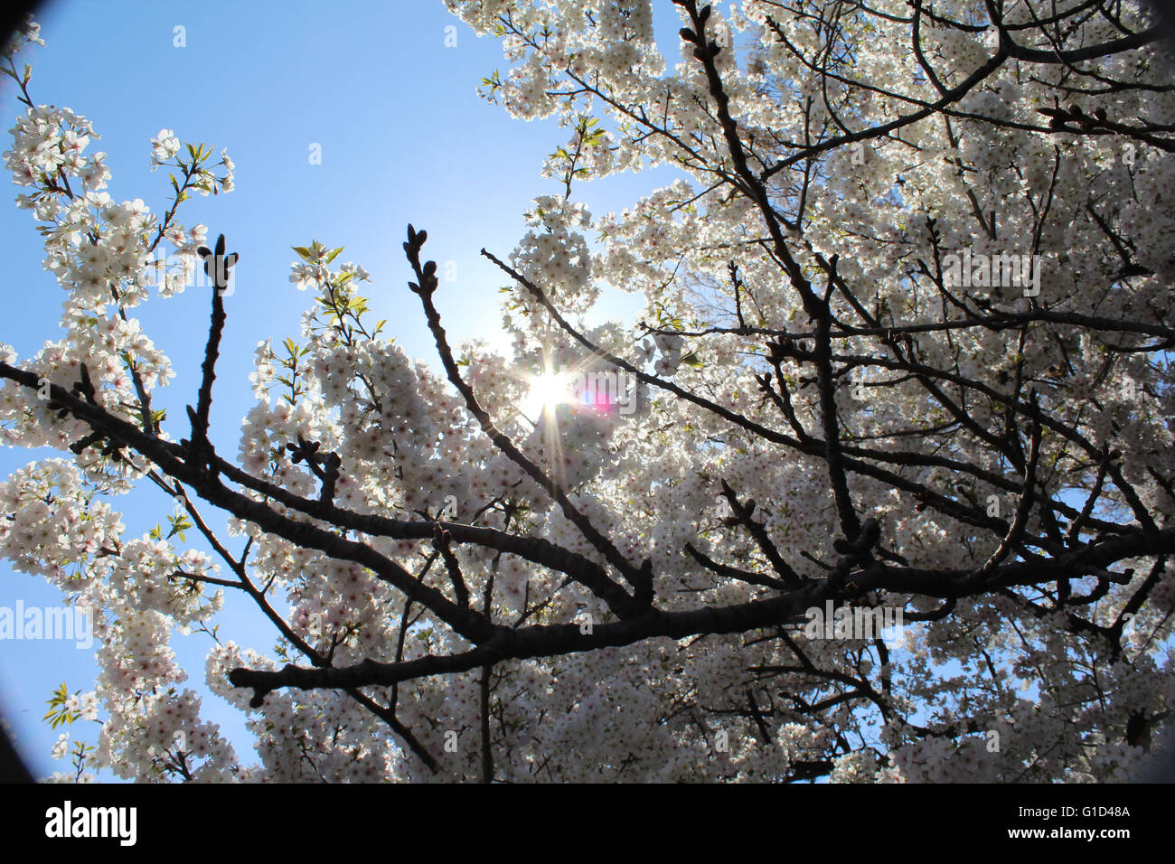 Trip to Japan 2016 Stock Photo - Alamy