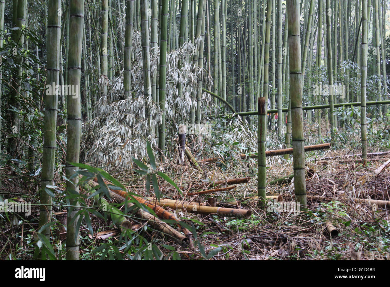 Trip to Japan 2016 Stock Photo - Alamy