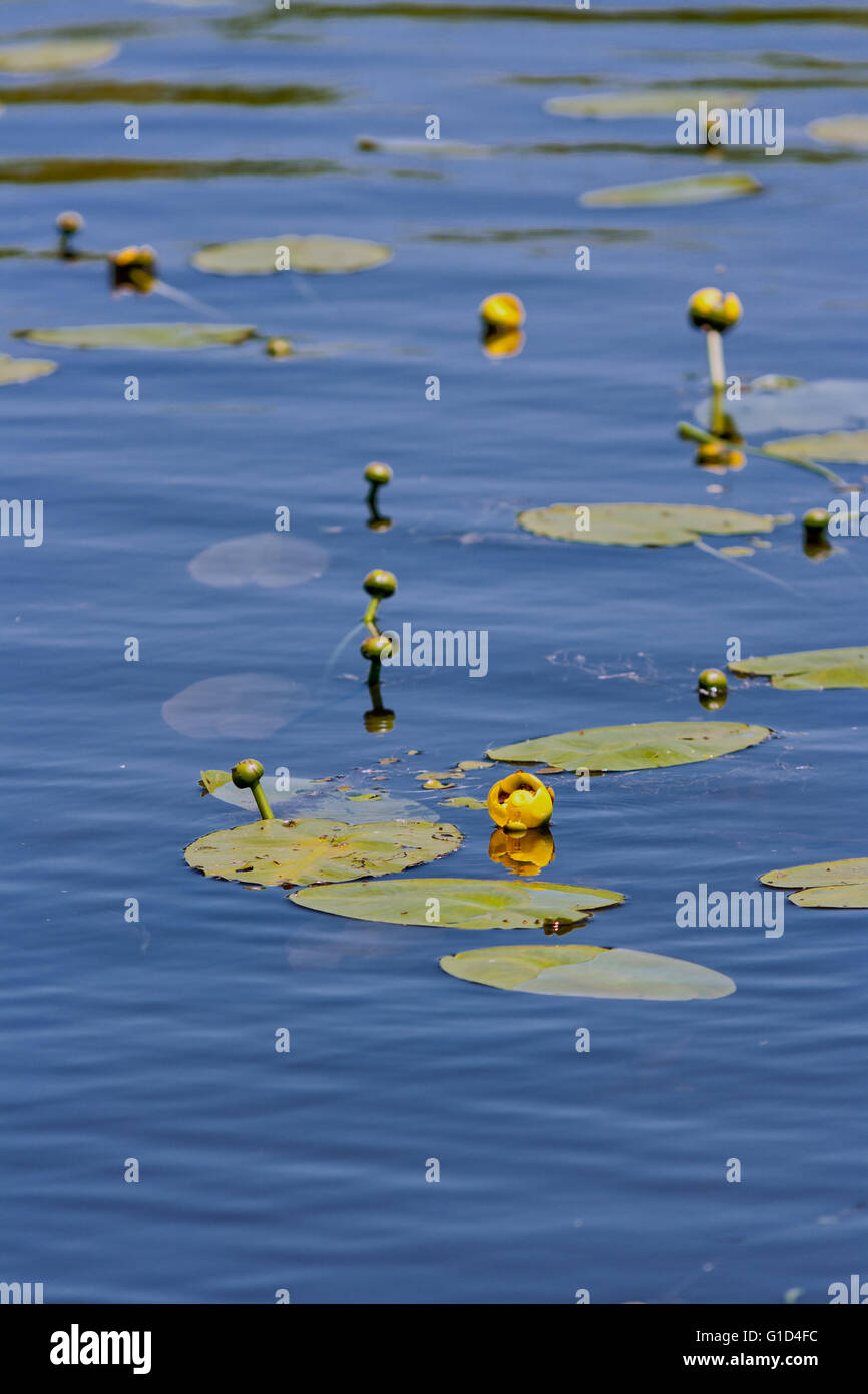 Lilies on the water Stock Photo - Alamy