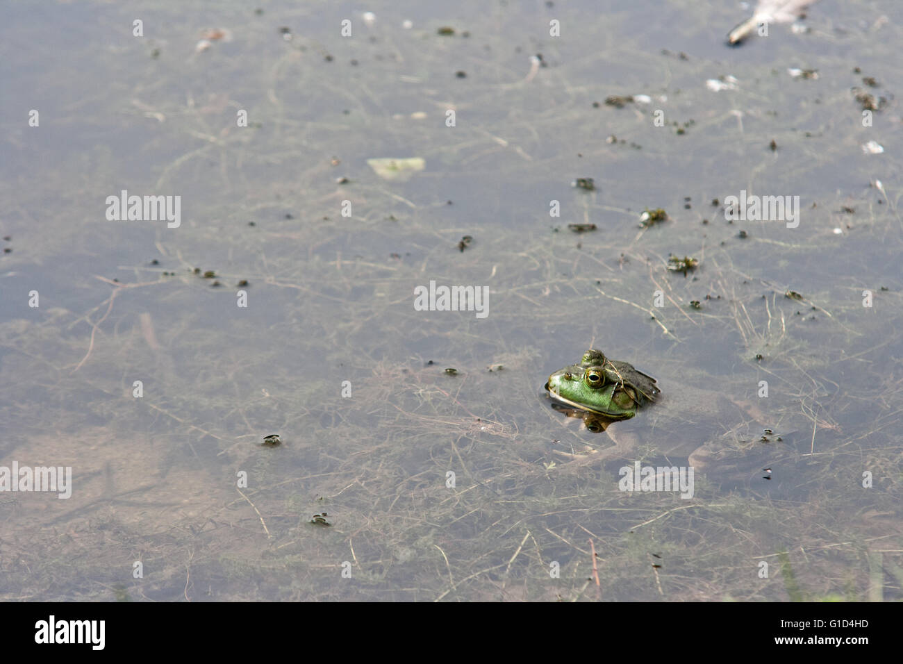 American bullfrog in a pond. Stock Photo