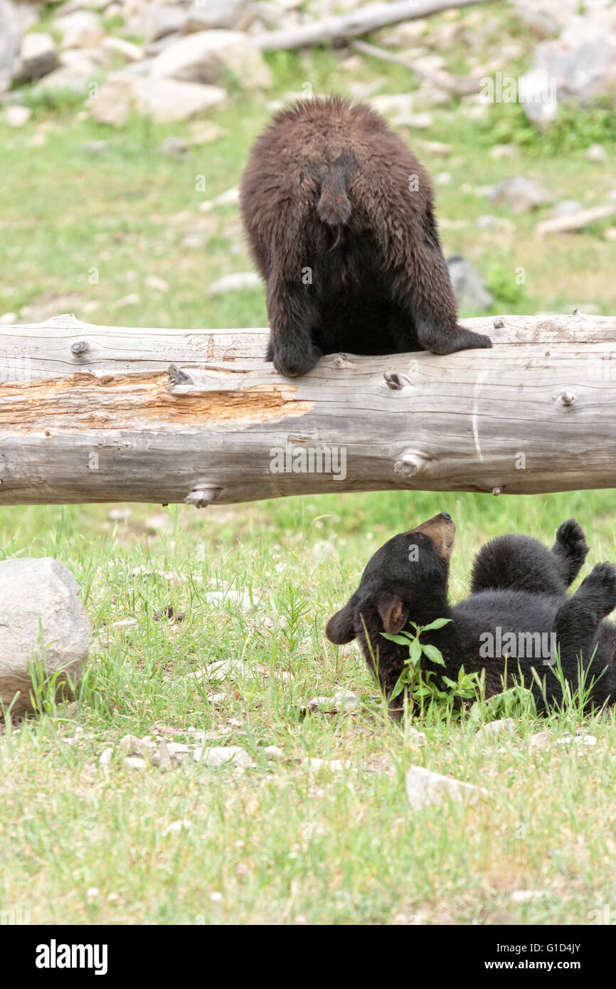 Black bear cubs Stock Photo - Alamy