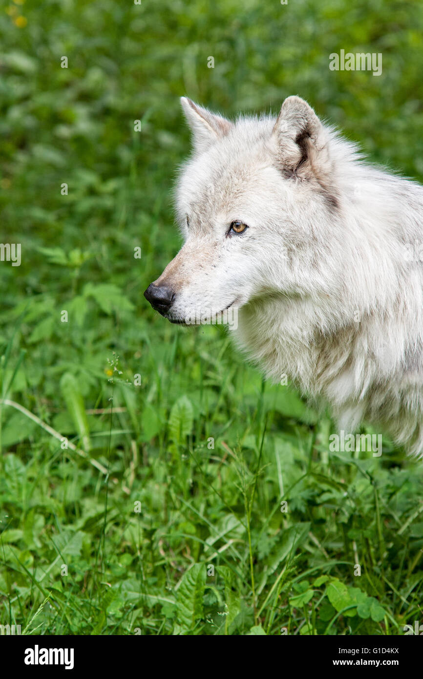 Something caught his attention Stock Photo Alamy