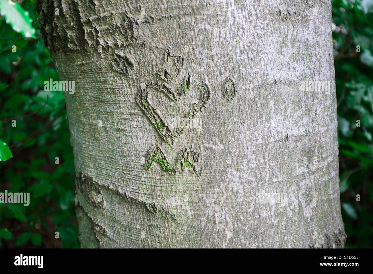 love heart sign carved on a tree Stock Photo