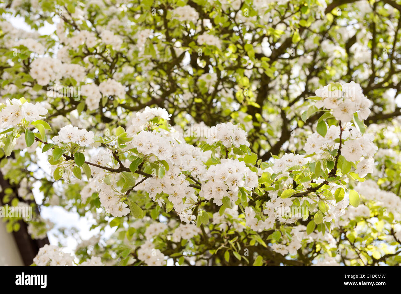 White flowering apple tree macro, Malus blossoms in spring season in Poland, Europe, plenty flowers on the lush blooming plant. Stock Photo