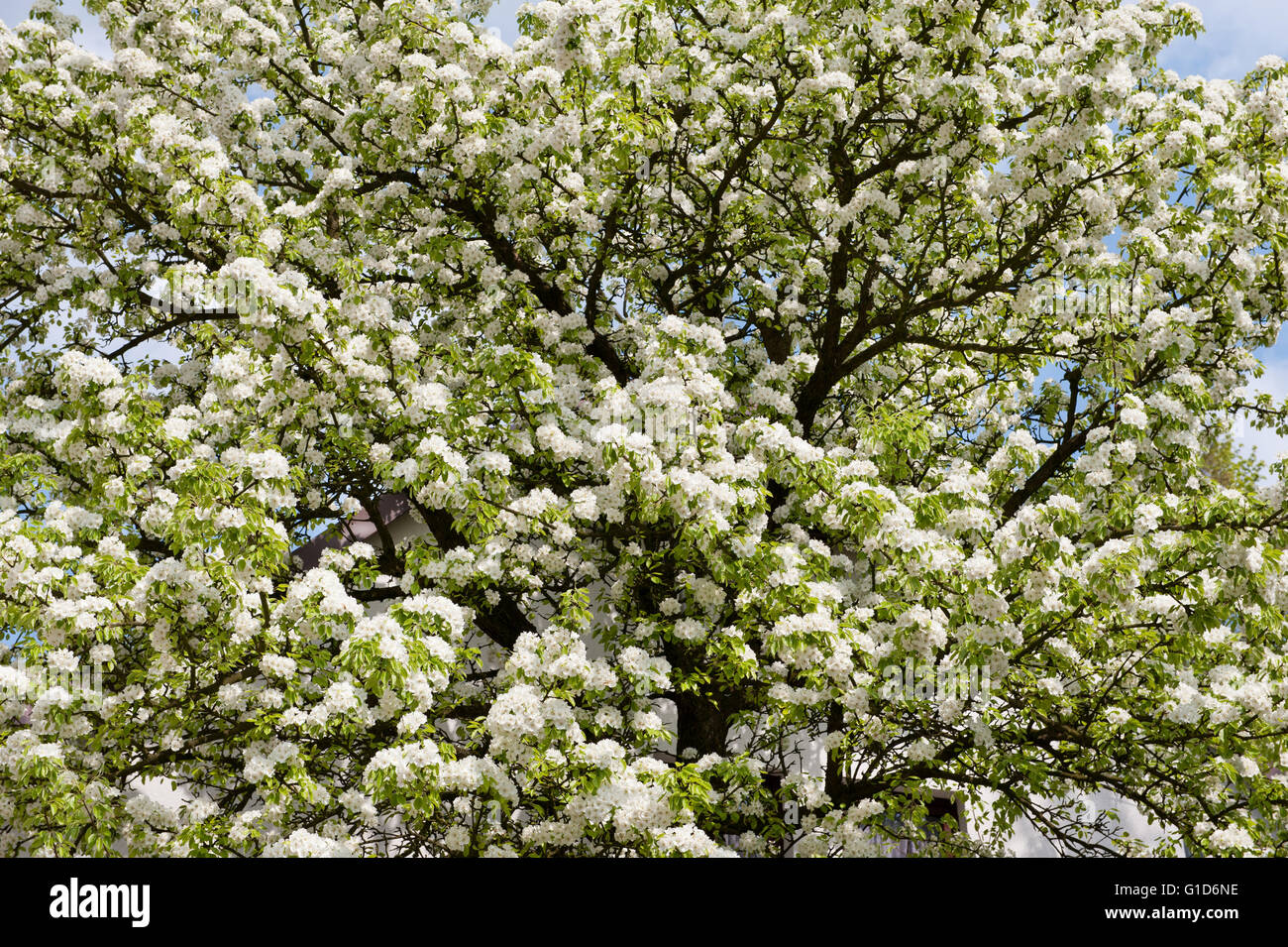 White blooming apple tree, Malus flowering in spring season in Poland, Europe, plenty flowers and buds, lush blossoms. Stock Photo