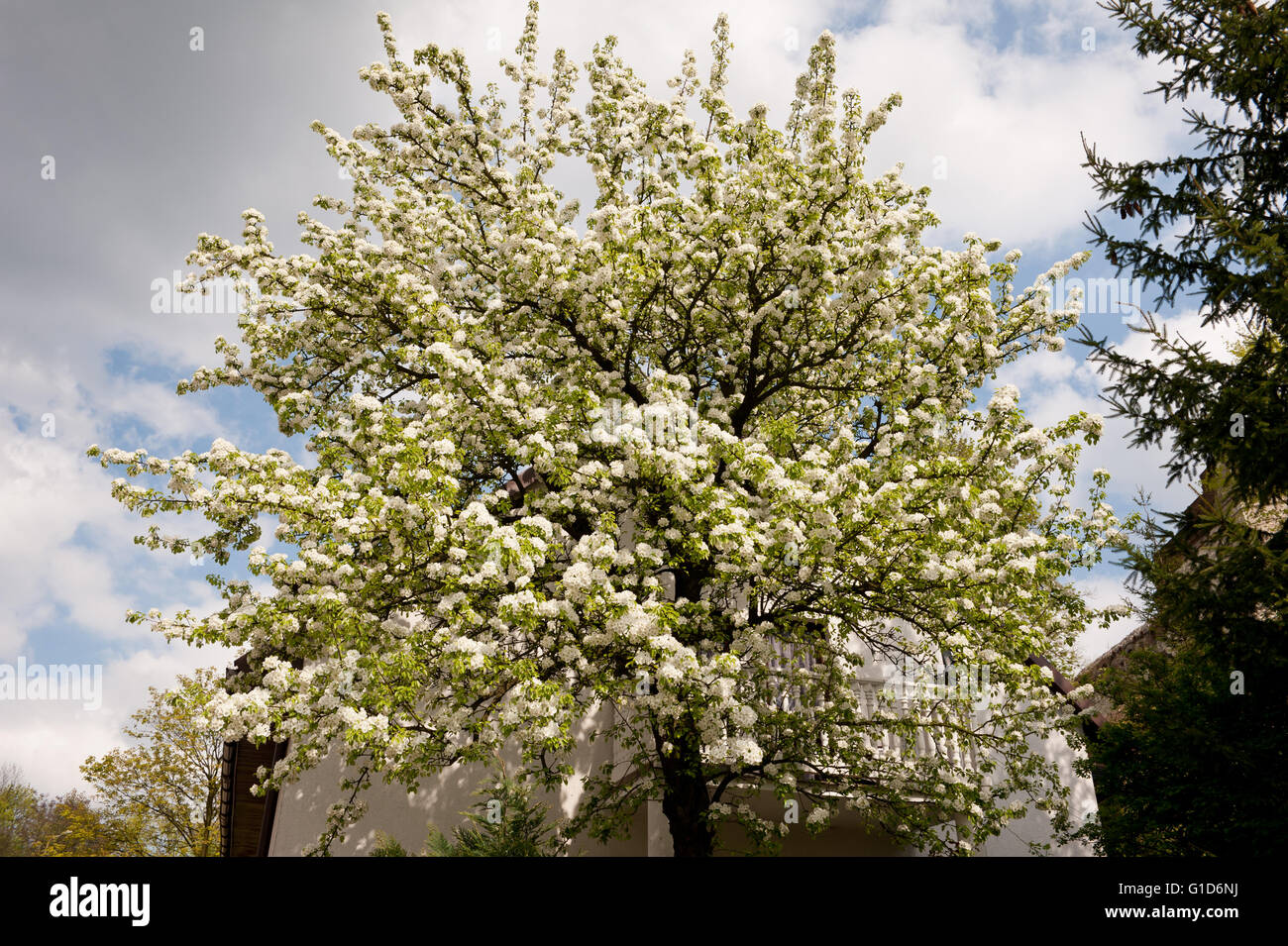 Apple tree white blooming curtain in front of the house, Malus flowering in spring season in Poland, Europe, plenty flowers. Stock Photo