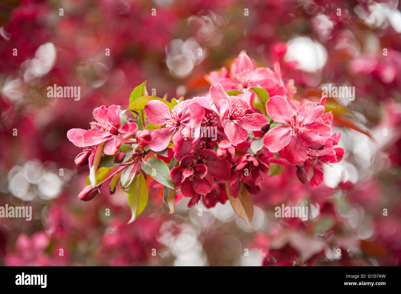 Red Malus Royalty Crab apple tree flowering in spring season in Poland, Europe, plenty flowers and leaves on the lush blooming. Stock Photo