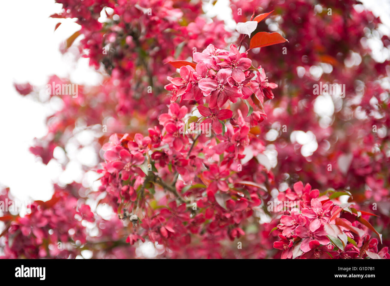 Red flowering Crab apple tree, Malus Royalty in spring season in Poland, Europe, plenty flowers and leaves on the lush blooming Stock Photo