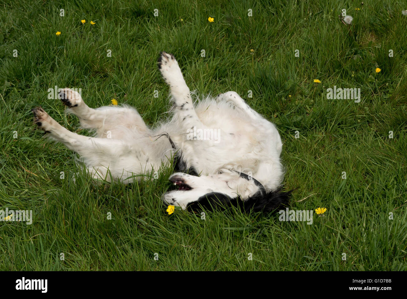 A cocker spaniel dog rolling on something smelly in the grass Stock Photo