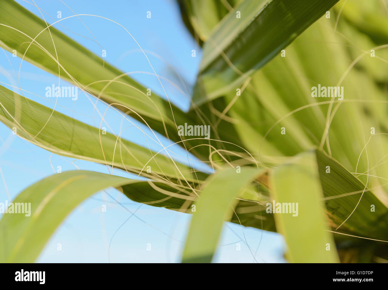 Green leaf of palm tree on blue background Stock Photo - Alamy