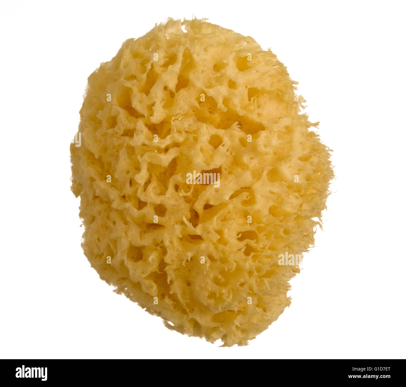 Sea Sponge isolated Stock Photo