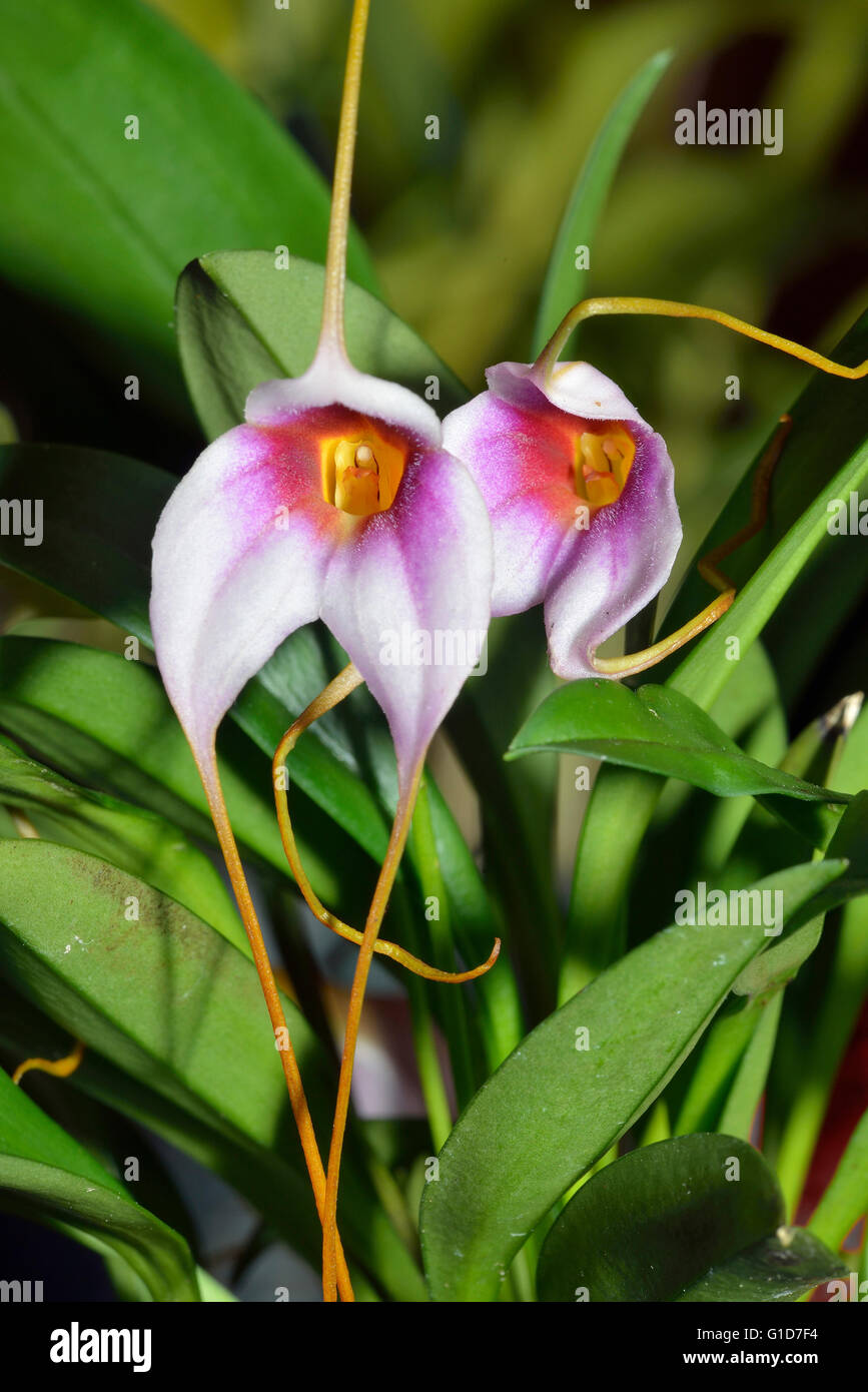 Choice Masdevallia Orchid - Masdevallia exquisita  From Bolivia & Peru Stock Photo