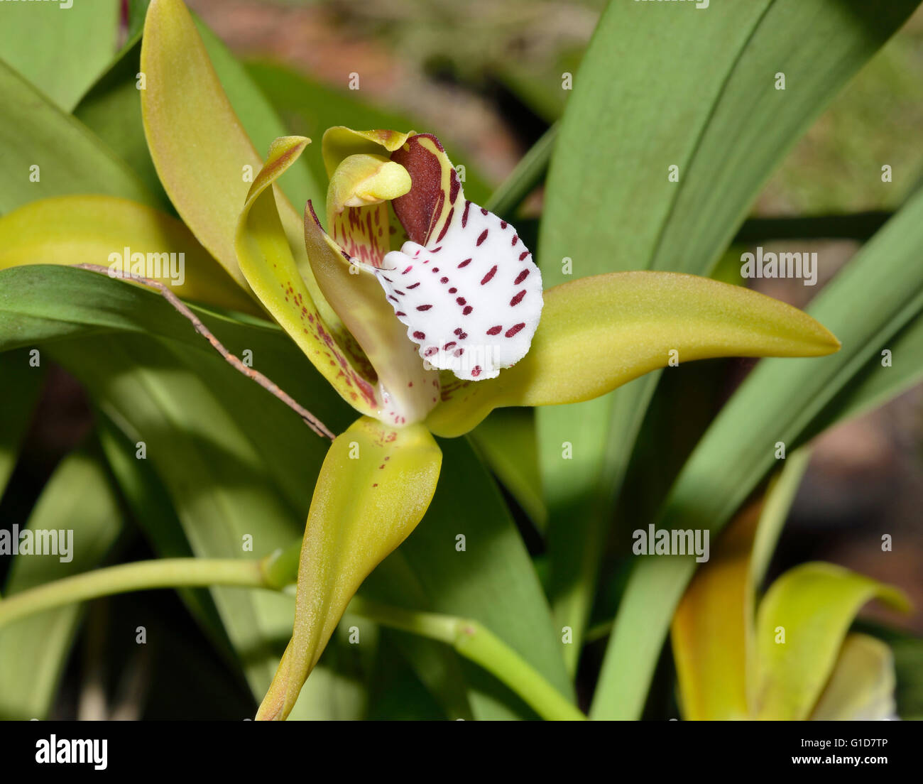 Tiger Striped Cymbidium Orchid - Cymbidium tigrinum  From Chinese Himalayas, Myanmar and Assam India Stock Photo