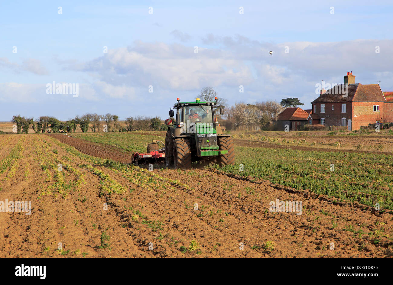 Tractor working in vegetable field in springtime, Bawdsey, Suffolk, England, UK Stock Photo