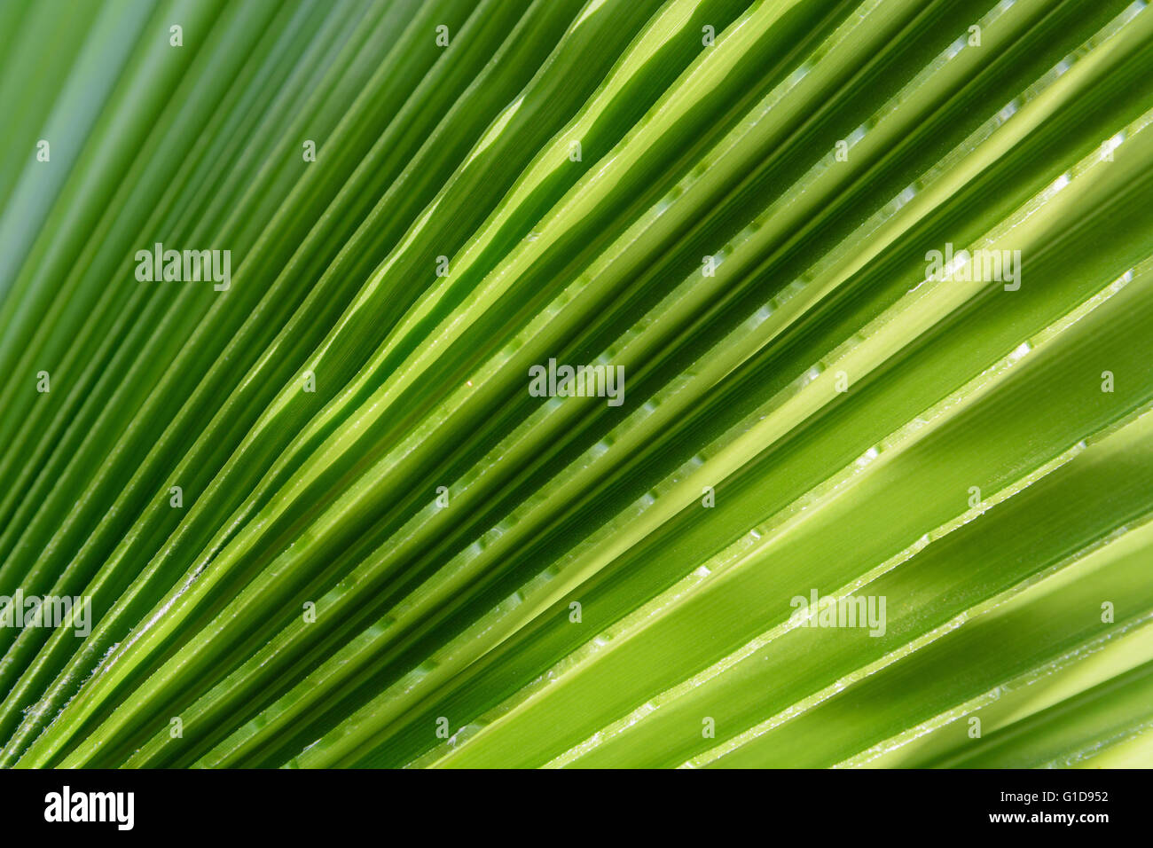 Green leaf of palm tree on blue background Stock Photo - Alamy