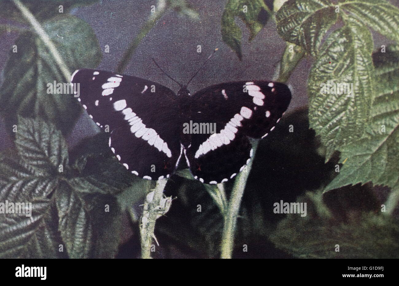 White Admiral butterfly, colour photography by S. Beaufoy c1930. Vintage colour image. Stock Photo
