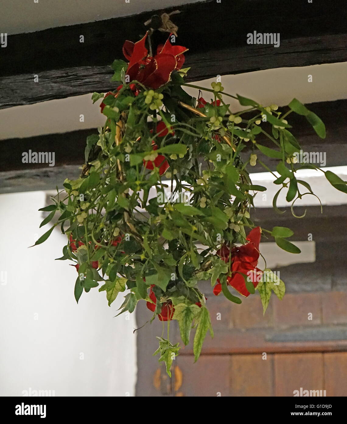 The Tradition of Mistletoe at Christmas. Mistletoe is a plant that grows on willow and apple trees (and in garden centres!). The tradition of hanging it in the house goes back to the times of the ancient Druids. It is supposed to possess mystical powers which bring good luck to the household and wards off evil spirits Stock Photo
