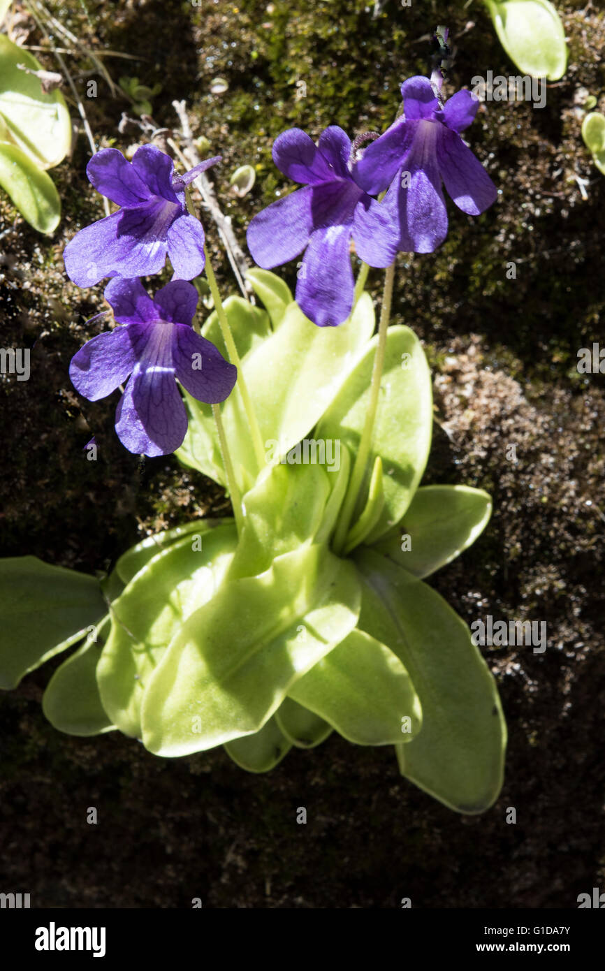 Pinguicula grandiflora, Large-flowered Butterwort, growing on damp cliffs in the Parque Natural Somiedo, Asturias, Spain. April. Stock Photo
