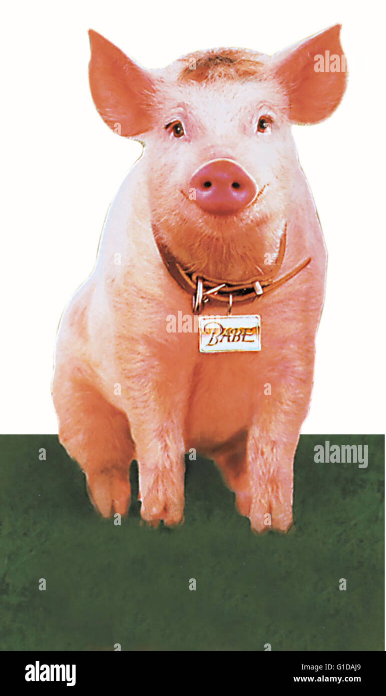 Schweinchen namens Babe, Ein / Schwein /, Stock Photo