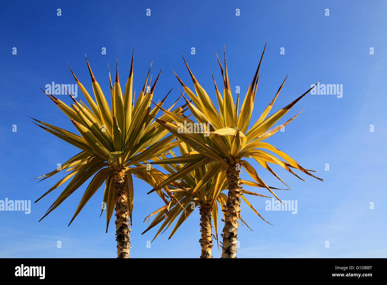Yucca aloifolia, Spanish bayonet, garden plant against blue sky Cabo de Gata natural park, Almeria, Spain Stock Photo