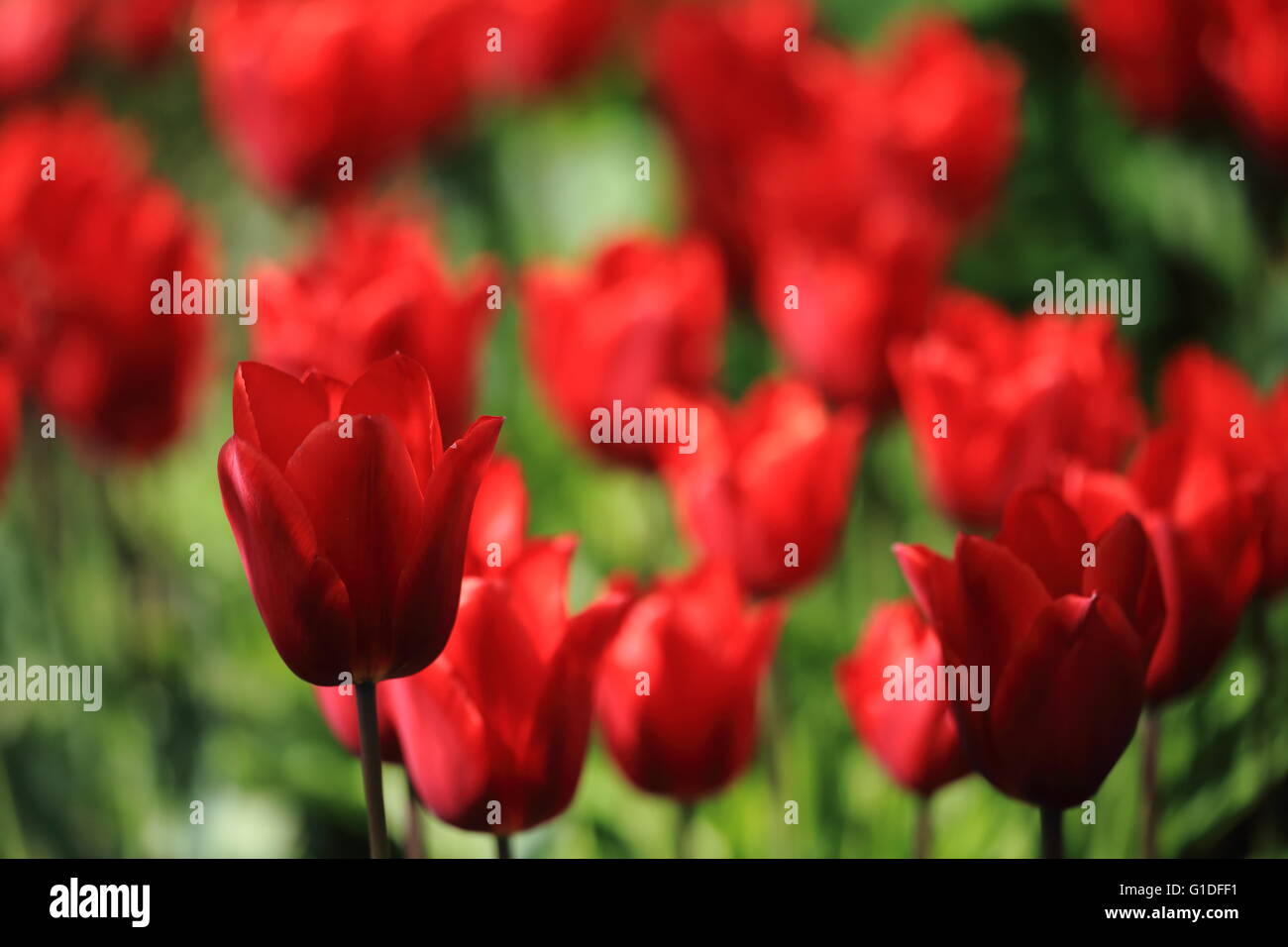 Blooming tulips Stock Photo
