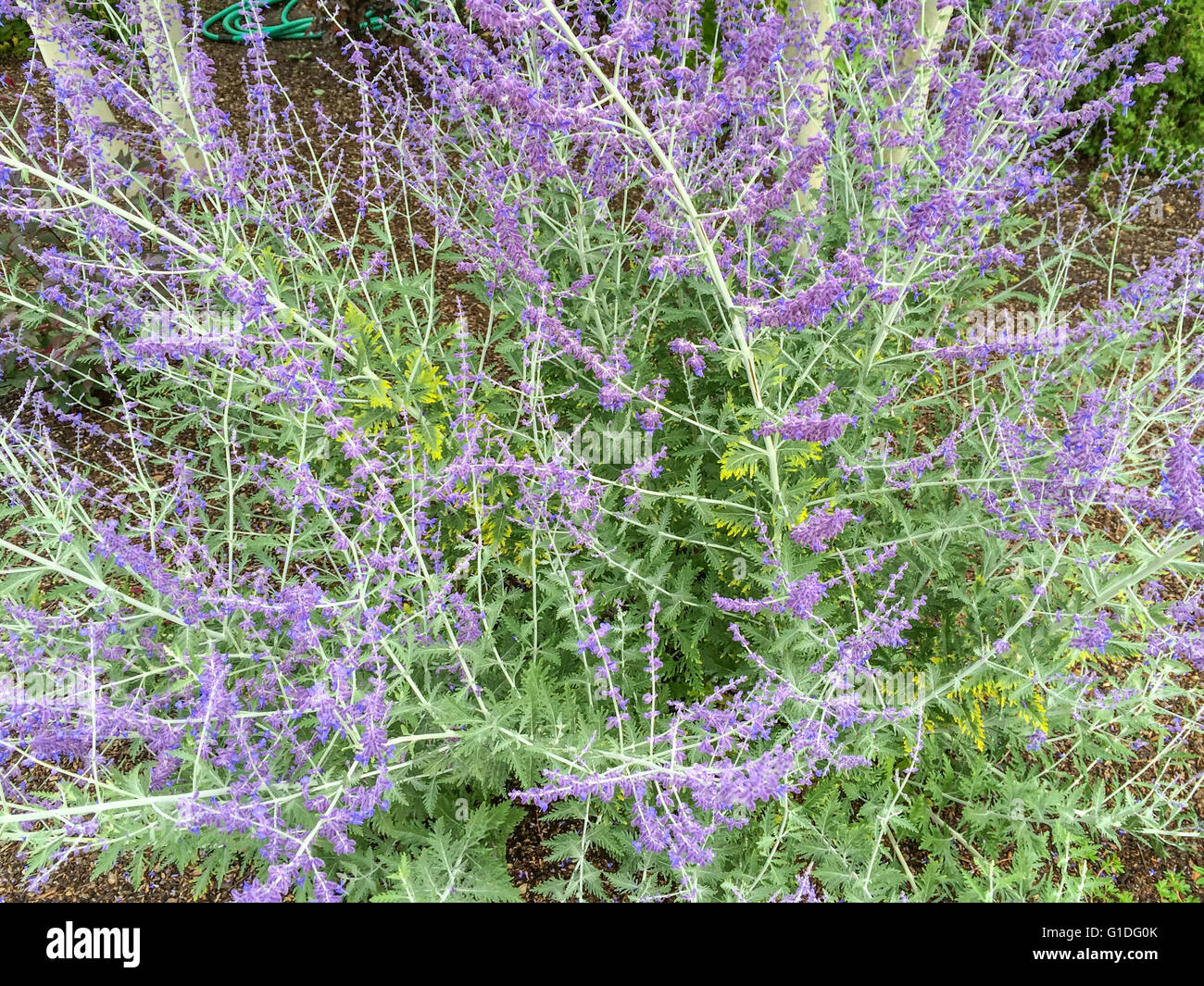 beautiful flowering bush on a ranch in Montana Stock Photo