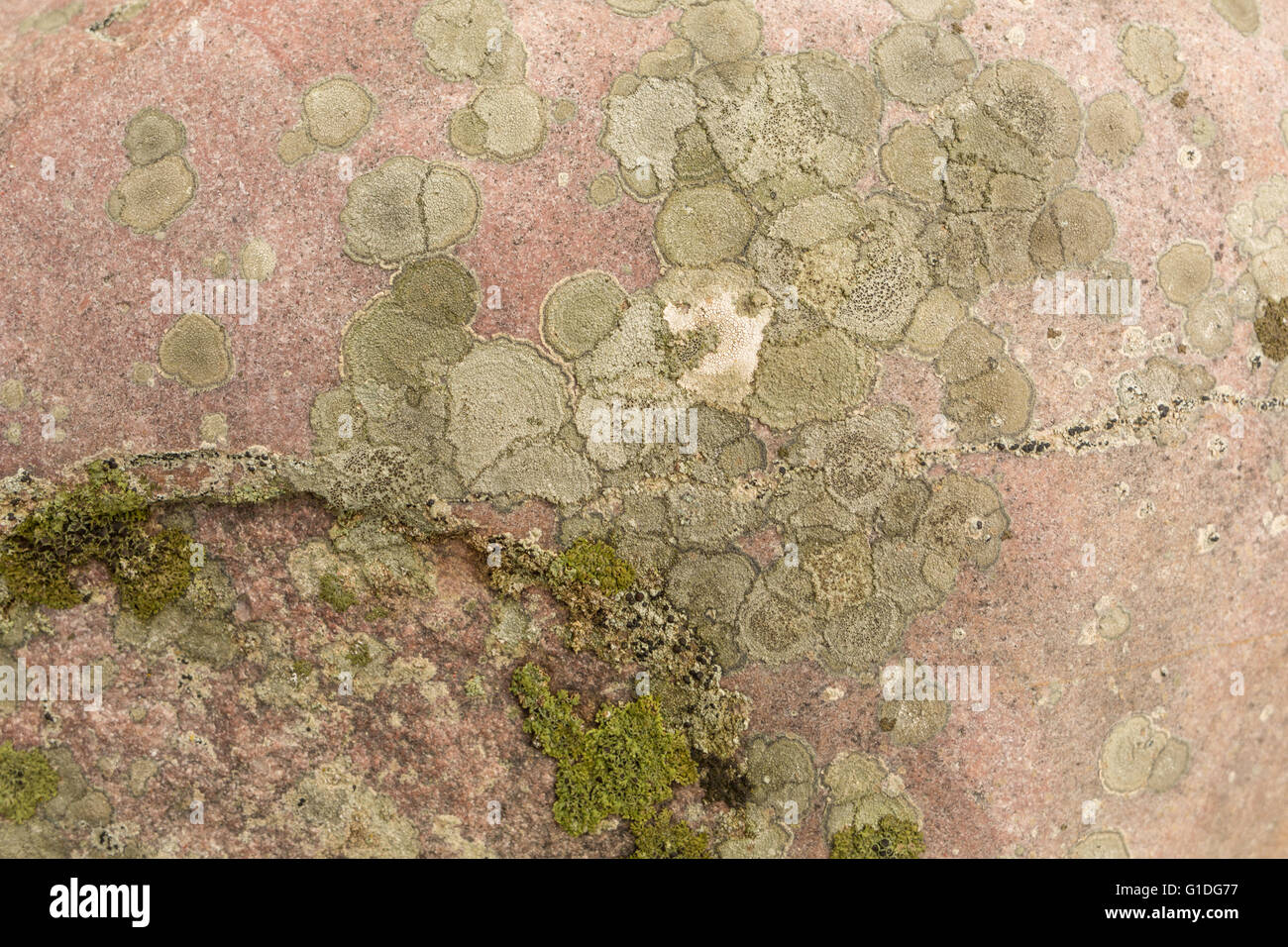 a detail of lichen on a rock near Jackson Hole, WY Stock Photo