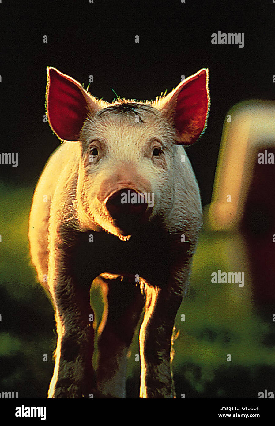 Schweinchen namens Babe, Ein / Schwein, Stock Photo