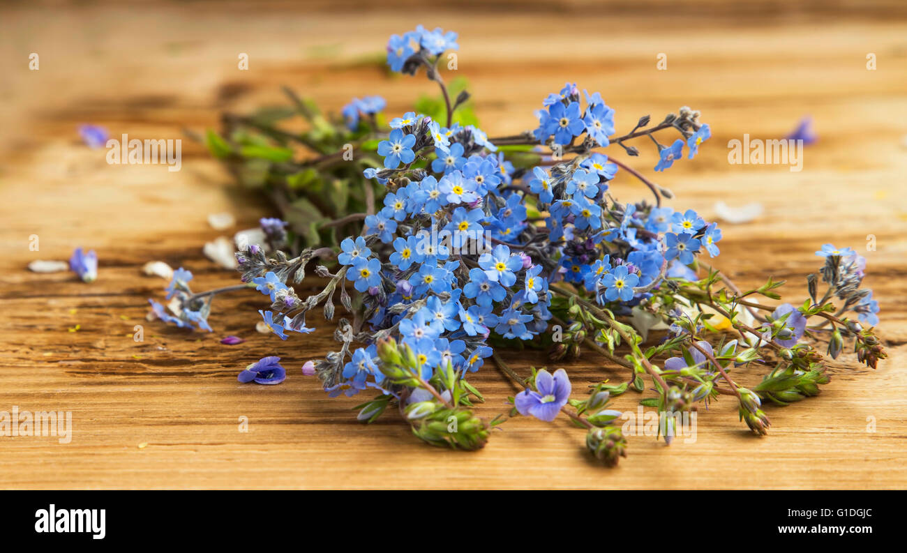 Forget-me-not flowers, Myosotis sylvatica blue wild flower Stock Photo