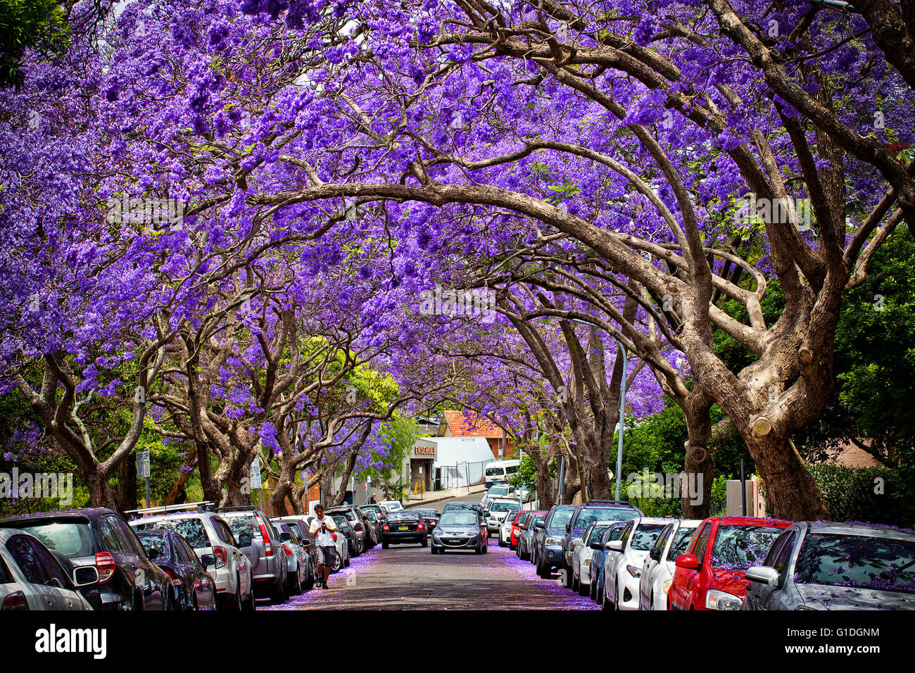 A suburban street is transformed by Jacaranda trees in full bloom. Stock Photo