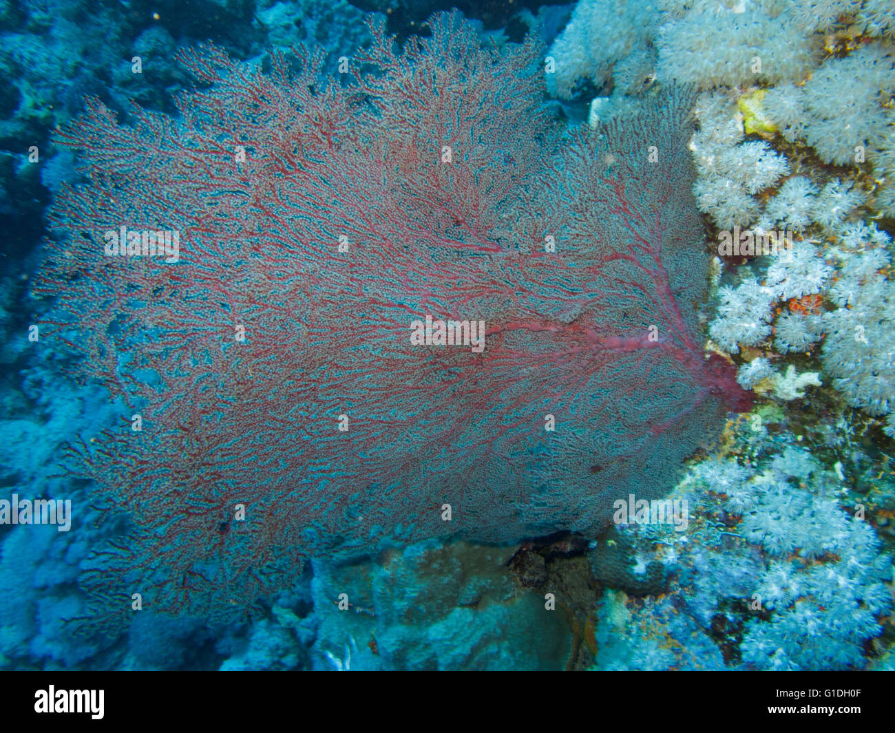 Small Gorgonian sea fan in the coral reef of the Red Sea. Stock Photo