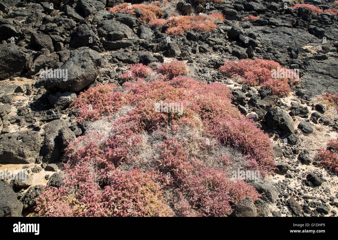 pink red prostrate succulent plant Mesembryanthemum nodiflorum, La Isleta,  Lanzarote, Canary islands, Spain Stock Photo